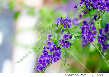 杜蘭塔花 128865990