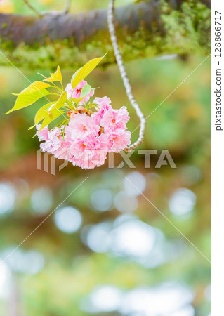 Double cherry blossoms 128866717