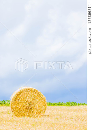wheat culm wheat culm 128866814