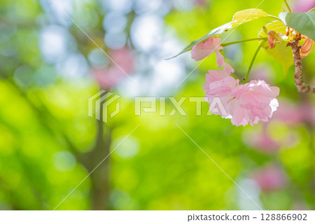 Double cherry blossoms Double cherry blossoms 128866902