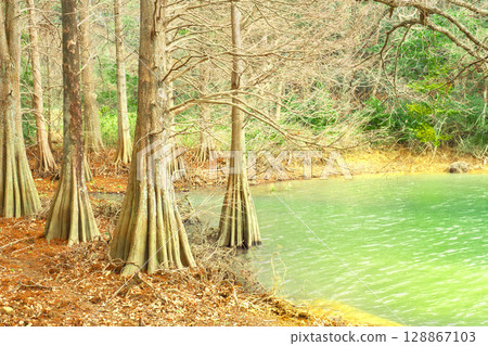 Bald cypress wetlands Bald cypress wetlands 128867103