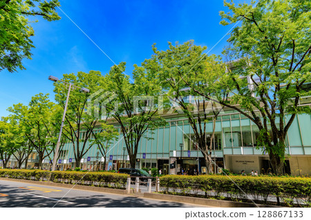 Tokyo, Shibuya Ward, Omotesando, fresh greenery Tokyo, Shibuya Ward, Omotesando, fresh greenery 128867133