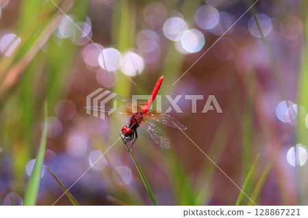 Male of Hachyutombo Male of Hachyutombo 128867221