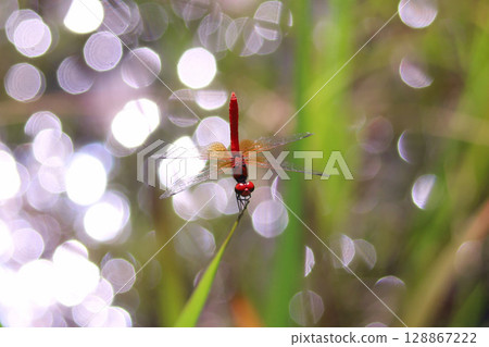 Male of Hachyutombo 128867222