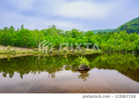 [Ichinose Park] Fresh greenery at Maimenoike Pond [Norikura Highlands] 128867288
