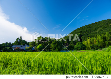 Vibrant rice in the countryside of the Izu Peninsula Vibrant rice in the countryside of the Izu Peninsula 128867507