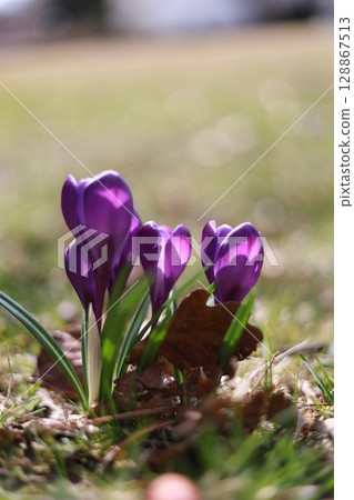 A bunch of purple flowers are in a field 128867513