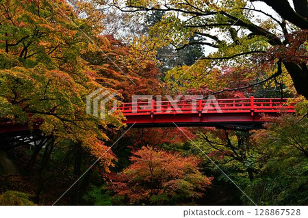 矢部神社的秋葉 128867528