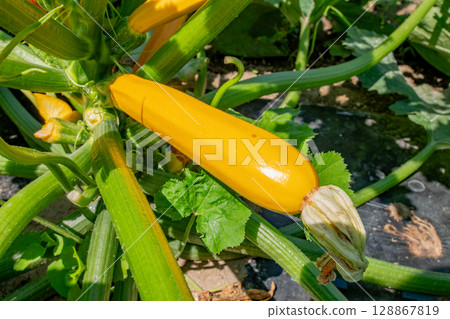 Zucchini (yellow) growing in the field Zucchini (yellow) growing in the field 128867819