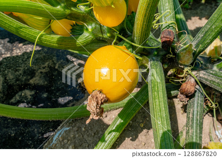 Zucchini (yellow, round) growing in the field Zucchini (yellow, round) growing in the field 128867820