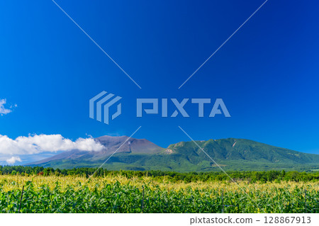 (群馬縣)晴朗天空下的嬬戀村玉米田(背景為淺間山) (群馬縣)晴朗天空下的嬬戀村玉米田(背景為淺間山) 128867913