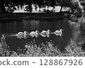 Great White Pelicans swimming in St James Park Lake near the Buckingham Palace 128867926