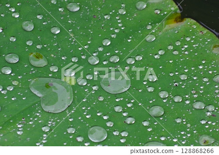 Leaves wet in the rain Leaves wet in the rain 128868266