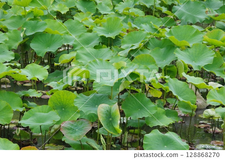 A pond filled with lotus leaves 128868270