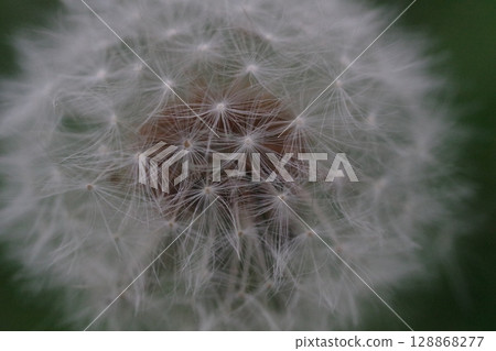 Dandelion fluff, macro 128868277