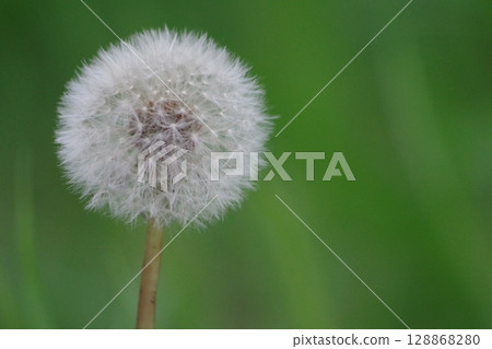 蓬鬆的蒲公英絨毛 蓬鬆的蒲公英絨毛 128868280