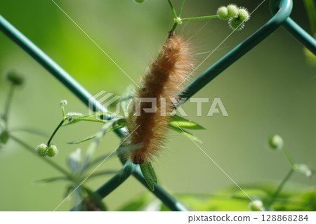 Caterpillar 128868284