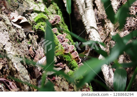 mushroom mushroom 128868294