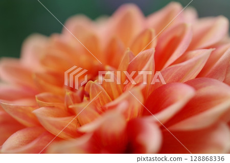 Dahlia flower Dahlia flower 128868336