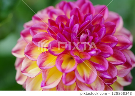 Dahlia Dahlia 128868348