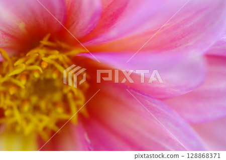 Pink petals stamens and pistils Pink petals stamens and pistils 128868371