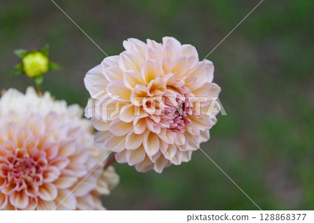 Yellow dahlia Yellow dahlia 128868377