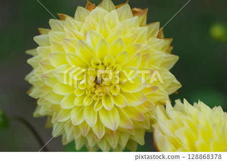 Yellow dahlia Yellow dahlia 128868378