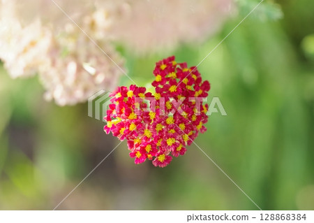 red lantana flower 128868384