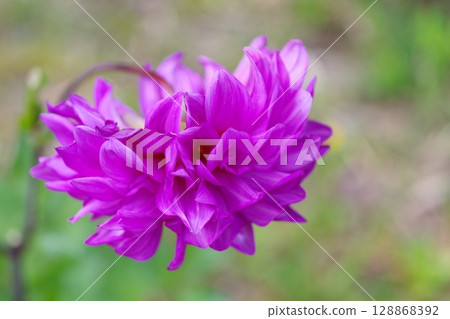 Purple Dahlia 128868392