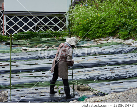 日本農村農場的老年婦女在農場工作 128868478