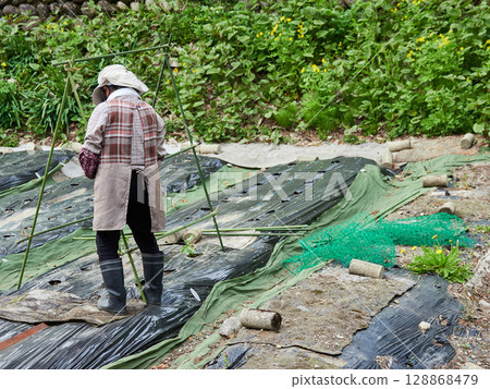 日本農村農場的老年婦女在農場工作 128868479