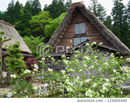 世界遺產白川鄉的合掌造房屋和初夏的新綠 128868480