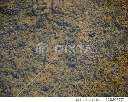 Rainbow trout in the mountain stream at Kamikochi, a popular tourist spot, in early summer Rainbow trout in the mountain stream at Kamikochi, a popular tourist spot, in early summer 128868771
