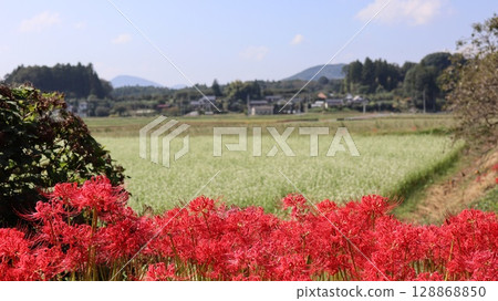 Cluster amaryllis blooming in a buckwheat field Cluster amaryllis blooming in a buckwheat field 128868850