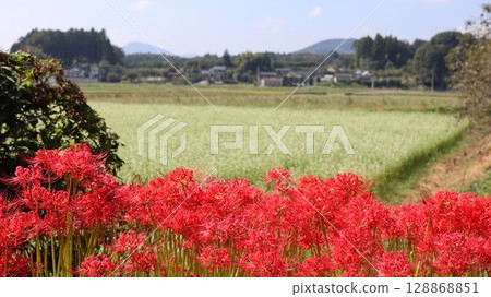 Cluster amaryllis blooming in a buckwheat field Cluster amaryllis blooming in a buckwheat field 128868851