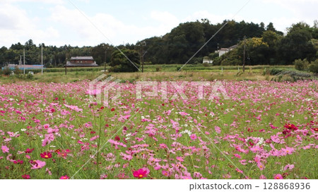 Cosmos scenery at Kibougaoka Park 128868936