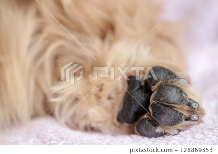 Senior dog miniature dachshund's front paw pads after trimming Senior dog miniature dachshund's front paw pads after trimming 128869353