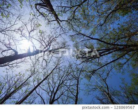 A low-angle shot of the spring scenery of the virgin forest and blue sky at Kamikochi, a popular tourist spot 128869567