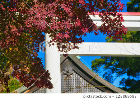鎌倉神社美麗的鳥居和秋葉在藍天的映襯下（神奈川縣鎌倉市） 128869582