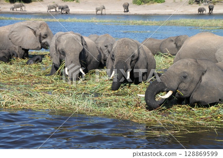 African elephants taking a brief rest African elephants taking a brief rest 128869599