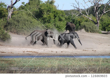 African elephants kick up a cloud of dust as they race along for the thrill of a thrilling adventure African elephants kick up a cloud of dust as they race along for the thrill of a thrilling adventure 128869603