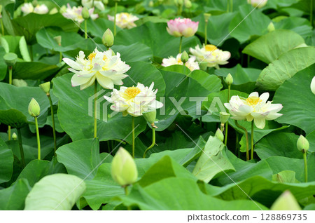 在農村看到的蓮花 128869735