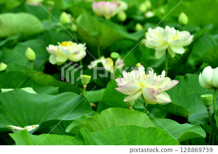 Lotus flowers seen in the countryside Lotus flowers seen in the countryside 128869739