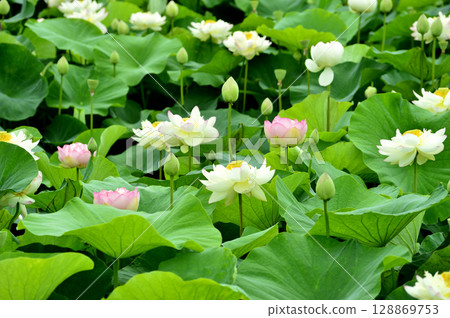 在農村看到的蓮花 在農村看到的蓮花 128869753