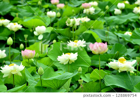 在農村看到的蓮花 128869754