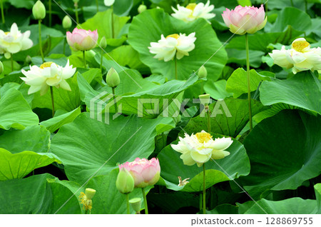 在農村看到的蓮花 在農村看到的蓮花 128869755
