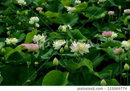 在農村看到的蓮花 128869774