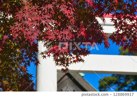 The beautiful torii gates and autumn leaves of Kamakura Shrine against the blue sky (Kamakura, Kanagawa Prefecture) 128869917