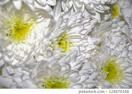 A bouquet of white chrysanthemums.  White chrysanthemums (Chrysanthemum morifolium) feature dense, multi-layered petals surrounding a vibrant yellow-green center. 128870108