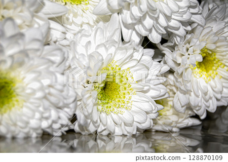A bouquet of white chrysanthemums.  White chrysanthemums (Chrysanthemum morifolium) feature dense, multi-layered petals surrounding a vibrant yellow-green center. 128870109